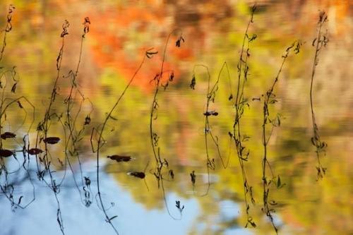 Abstracts;Tan;close-up;Botanical;Abstract;reflections;Wabi Sabi;Botany;Peaceful;Silhouette;zen;Vegetation;Abstraction;Alabama;Yellow;reflection;Botanicals;Season;Fall;Plant;Blue;Patterns;Mirror;Plants;Little River Canyon National Preserve;Autumn;river;Red;Leaf;Gold;pond;water;Oneness